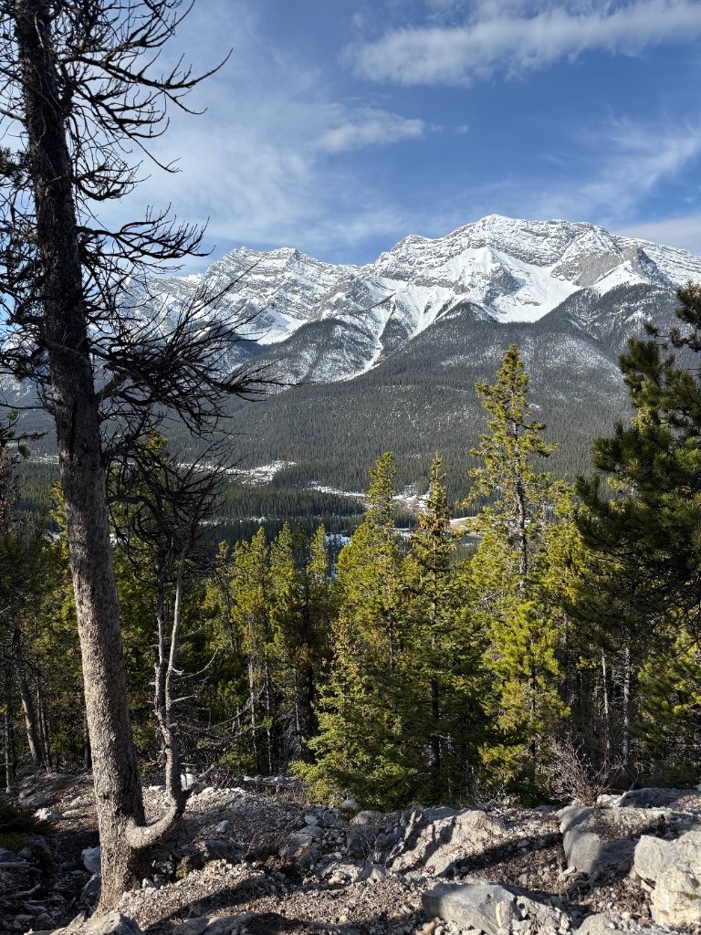 Snow-covered Rocky Mountains framed by evergreen trees