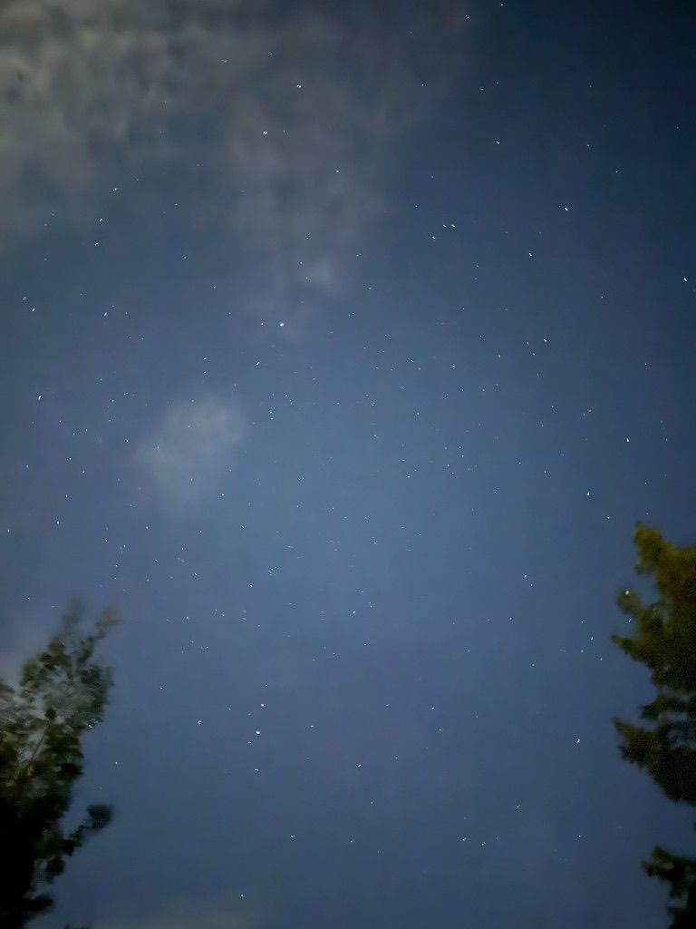 Stars filling the night sky between dark tree silhouettes